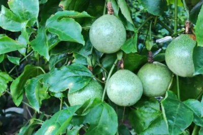 百香果属于热性还是凉性水果,二者皆不属于而是平性水果