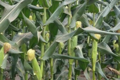 东单1607玉米品种介绍，株型半紧凑、春播生育期为127天