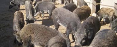 常见的野猪养殖误区,首先需注重猪种质量