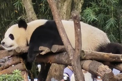 被称为活化石的野生动物是什么,大熊猫数量稀少成为我国国宝