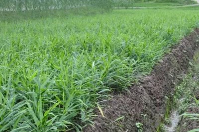 生姜高产种植方法,及时打顶有助于养分向根茎转移