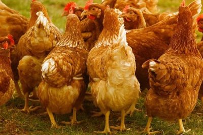 家禽维生素D缺乏症状，严重时出现“企鹅型”蹲伏姿势