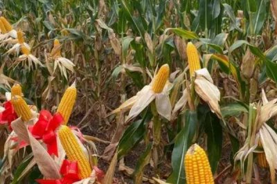登海DT718玉米种子介绍，适宜密度为每亩4500株左右