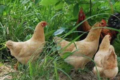 散养土鸡成本,饲养一只土鸡纯利在10元-20元