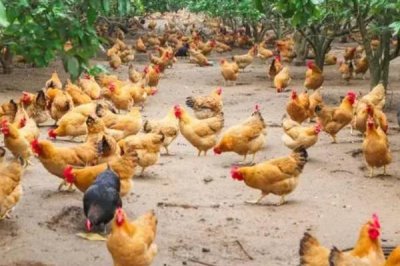 禽类呼吸疾病能否从外表看出来，患病鸡会出现咳嗽、打鼾等症状