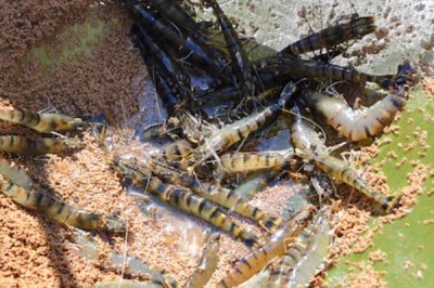 草虾的养殖技术,可在晴天上午投放草虾苗