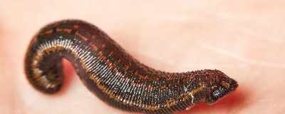 水蛭的产地在哪，主要产自山东的微山湖