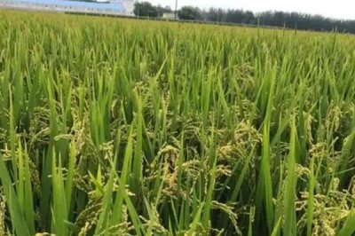 水稻一亩地能产多少，低产田亩产为600-700斤左右