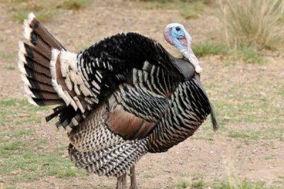 波朋火鸡简介,是用塔斯卡惠雷红火鸡选育而成的品种