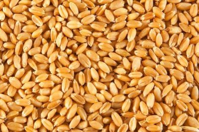 小麦种子的形状,可分为圆形、卵圆形、椭圆形三种