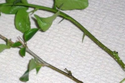 怎么扦插三角梅，剪取健康的枝条插入土壤中