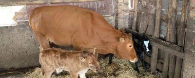 母牛下完犊多久能打口蹄疫苗,至少要3周以后才能打口蹄疫苗