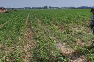 水淹玉米苗如何补救,及时将死亡或者染病严重的株苗拔除