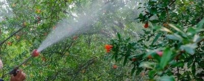 肥液能不能喷施花叶,喷施浓度为0.1%