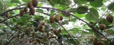 猕猴桃的夏季管理技术，夏季施肥应少许多次