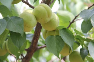 香白杏的价格,一斤需要1.5-5元左右