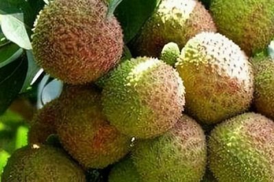挂绿荔枝几月份上市,6月下旬至7月上旬成熟上市