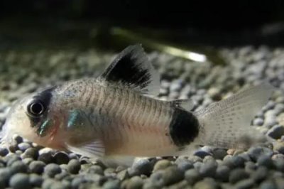 鼠鱼可以用土霉素吗,可以但需根据病症来控制使用量