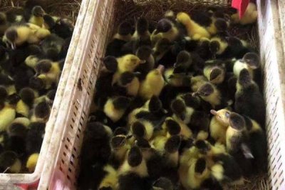 小鸭子怎么养,鸭舍准备要严格考虑其需求