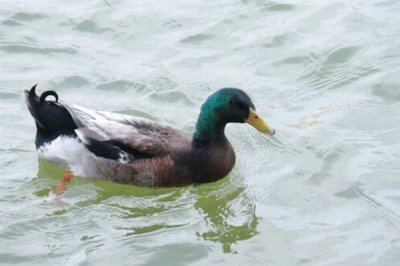养殖绿头鸭的前景，现今市场需求大前景广阔