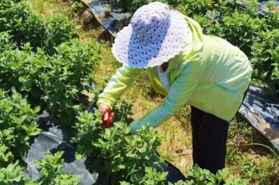 8月份能不能对菊花打顶，只能在当月上旬进行
