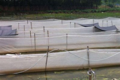 水蛭的养殖前景，当前需求较多前景广阔