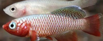 粉红佳人鳉鱼好不好养,饲养难度较小