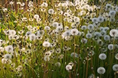 蒲公英与苦菜有什么区别,蒲公英的叶片呈倒卵状披针形