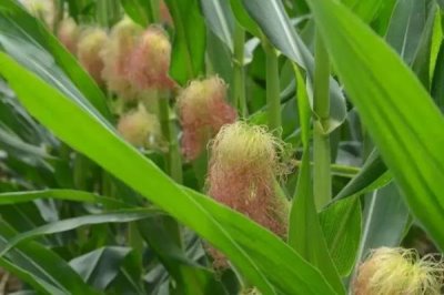 天成198玉米品种简介,密度4500株/亩左右