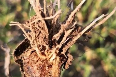 生姜的常见虫害和防治方法 ,常见虫害有姜螟和姜蛆