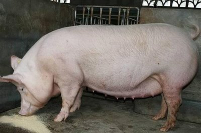 怀孕母猪发烧要用哪种药，可用柴胡和头孢噻呋钠