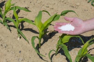 多肽尿素是长效肥吗,属于长效肥