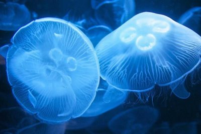 水母可以人工养殖吗,大多数的水母可以养殖