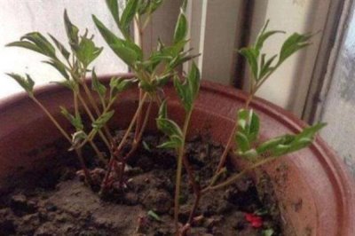 秋天芍药花要不要施肥，秋天芍药花需要施肥