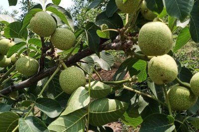 春季核桃种植注意事项,在春季未萌芽之前要及时浇水一次