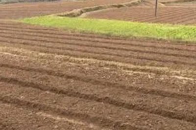 核桃树几年才能结果,实生苗需要5-10年