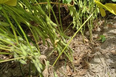 佳豆18大豆种简介,适当增加种植密度