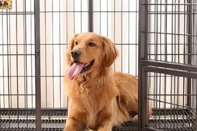 为什么要给狗狗笼内训练,有利于排尿、定量进餐等