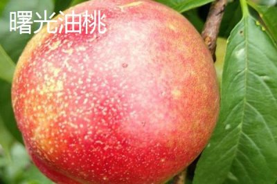 好吃的油桃品种,世纪之星果肉金黄、口感清脆甜美