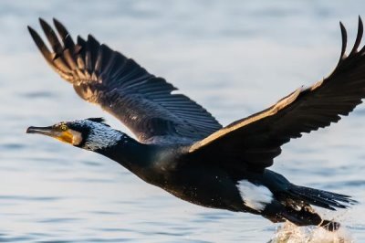 鸬鹚是国家几级保护动物,是国家二级保护动物