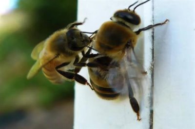 中华蜜蜂怎么养殖,温度较高时要在蜂箱四周洒水降温