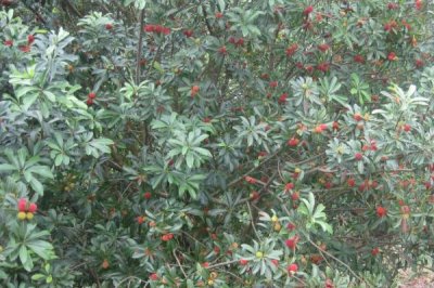 怎么种植杨梅,苗木成活后要剪除主干的顶梢