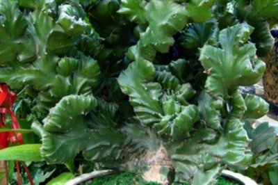 麒麟掌叶子发黄是什么原因,温度光照水分和施肥都影响