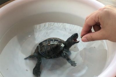 怎么养乌龟不会死,一定要保持环境稳定