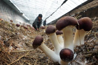 食用菌采收技术要点,通常在七八成熟的时候进行采收