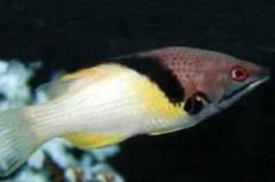 三色龙鱼好不好养,饲养难度较小