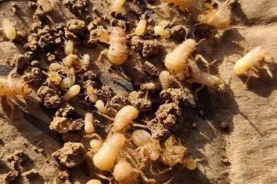 金蝉的养殖周期,一般为2-3年左右