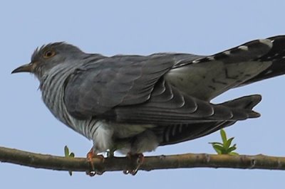 杜鹃鸟如何在其它鸟类的窝中下蛋,将其它鸟类赶走后会直接进窝产蛋