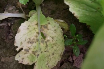菜心有哪些病虫害防治措施,要选择抗病力强的品种