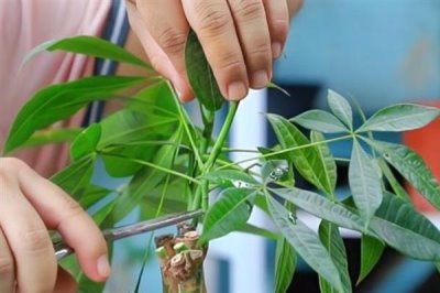 发财树的繁殖方法,可选择播种、嫁接和扦插法